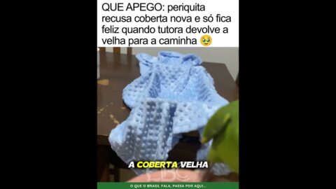 QUE APEGO: periquita rejeita coberta nova e só aceita a antiga na caminha 🥹